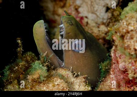 Moray géante, Gymnothorax javanicus, Murenidae, Parc national marin et réserve de Malindi, Kenya, Afrique Banque D'Images