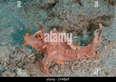 Scorpionfish d'Eschmeyer, Rhinopias eschmeyeri, Scorpenidae, Parc National marin et réserve de Malindi, Kenya, Afrique Banque D'Images