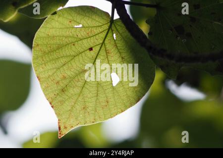 Borivali, Maharashtra / Inde - 18 novembre 2007 : vue rapprochée des feuilles dans la jungle. Banque D'Images