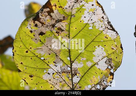 Borivali, Maharashtra / Inde - 18 novembre 2007 : vue rapprochée des feuilles dans la jungle. Banque D'Images