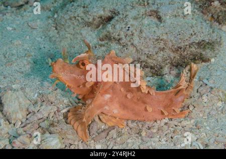 Scorpionfish d'Eschmeyer, Rhinopias eschmeyeri, Scorpenidae, Parc National marin et réserve de Malindi, Kenya, Afrique Banque D'Images