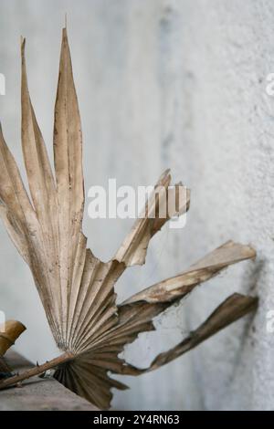 Dadar, Maharashtra / Inde - 6 avril 2008 : Un gros plan de feuilles séchées. Banque D'Images