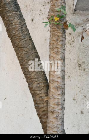Dadar, Maharashtra / Inde - 6 avril 2008 : gros plan du tronc d'arbre. Banque D'Images
