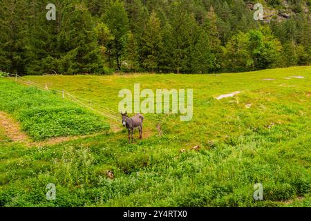TARVISIO, ITALIE – 23 JUILLET 2024 : un âne dans le parc du Prealpi Giulie Banque D'Images
