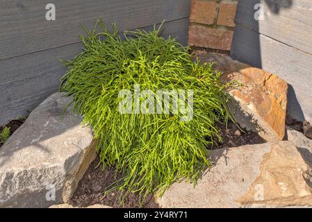 Gros plan d'un arbuste à feuilles persistantes chamaecyparis, filifera nana dans une rocaille avec des jardinières grises surélevées en bois et de la brique en arrière-plan Banque D'Images