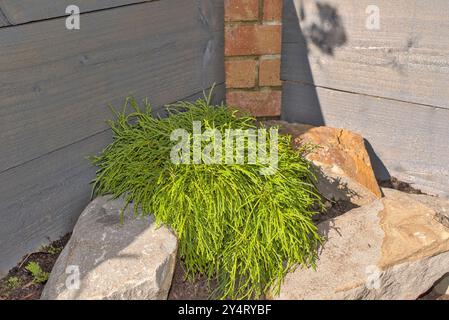 Gros plan d'un arbuste à feuilles persistantes chamaecyparis, filifera nana dans une rocaille avec des jardinières grises surélevées en bois et de la brique en arrière-plan Banque D'Images