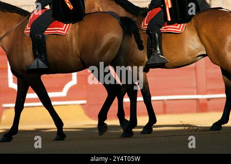 Séville, Espagne, 15 août 2008, les chevaux avancent gracieusement lors de la cérémonie d'ouverture dans les célèbres arènes de Séville. La scène capture la tradition et Banque D'Images