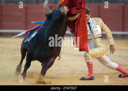 Séville, Espagne, 15 août 2008, César Girón s'engage habilement avec un taureau de ses genoux dans l'arène historique de Séville, mettant en vedette le spa traditionnel Banque D'Images