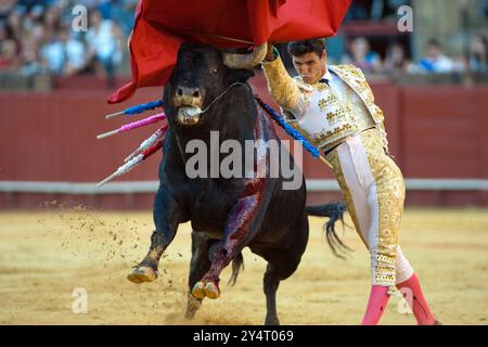 Séville, Espagne, 15 août 2008, César Girón manœuvre habilement autour d'un taureau dans la vraie Maestranza de Caballería lors d'un événement de tauromachie passionnant Banque D'Images