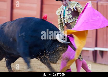 Séville, Espagne, 15 août 2008, Luis de Pauloba accueille gracieusement le taureau avec sa capote au Real Maestranza à Séville, mettant en vedette les bullfi traditionnelles Banque D'Images