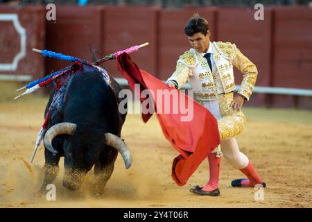 Séville, Espagne, 15 août 2008, César Girón exécute une manoeuvre dramatique à genoux lors d'une corrida au Real Maestranza à Séville, Espagne. Banque D'Images