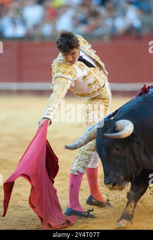 Séville, Espagne, 15 août 2008, César Girón démontre son talent avec une série de passes droitières dans la Real Maestranza de Caballería, Séville. Banque D'Images