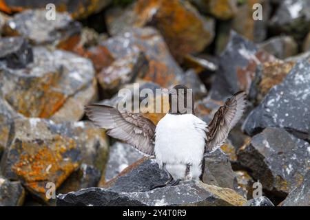 Dovevickie adulte (Alle alle) à leur site de reproduction parmi les pentes de rubini Rock, Tikhaya Bay, Hooker Island, Russie. Banque D'Images