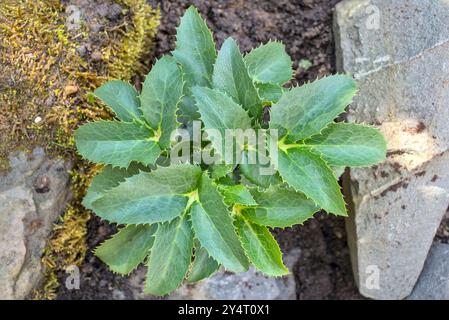 Gros plan pris d'en haut d'un helleborus argutifolius ou Hellebore Corse dans une rocaille avec du sol Banque D'Images