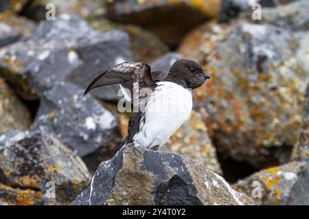 Dovevickie adulte (Alle alle) à leur site de reproduction parmi les pentes de rubini Rock, Tikhaya Bay, Hooker Island, Russie. Banque D'Images