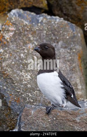 Dovevickie adulte (Alle alle) à leur site de reproduction parmi les pentes de rubini Rock, Tikhaya Bay, Hooker Island, Russie. Banque D'Images