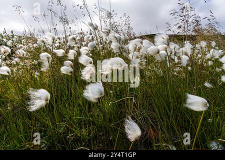 Un grand peuplement de coton arctique (Eriophorum callitrix) dans la terre de Franz Josef, Russie, océan Arctique. Banque D'Images