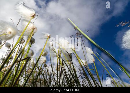 Un grand peuplement de coton arctique (Eriophorum callitrix) dans la terre de Franz Josef, Russie, océan Arctique. Banque D'Images