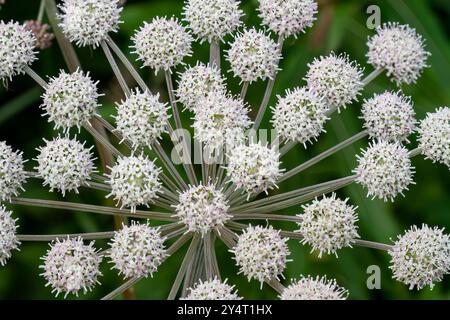 Une vue rapprochée de l'herbe à hogweed (Heracleum spp) trouvée dans les îles Solovetsky, mer Blanche, Russie. Banque D'Images