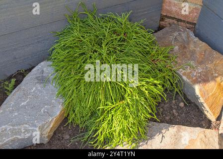 Gros plan d'un arbuste à feuilles persistantes chamaecyparis, filifera nana dans une rocaille avec des jardinières grises surélevées en bois et de la brique en arrière-plan Banque D'Images