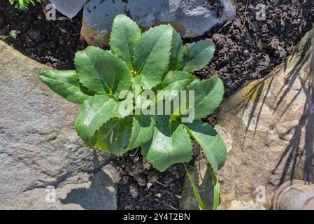 Gros plan pris d'en haut d'un helleborus argutifolius ou Hellebore Corse dans une rocaille avec du sol Banque D'Images