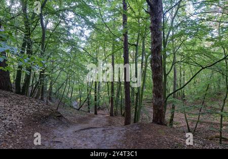 Sentier de randonnée à travers la forêt mixte dans le parc national de Wolin, également connu sous le nom de Wollin, sur la mer Baltique. Wiselka, Poméranie occidentale, Pologne, Europe centrale Banque D'Images