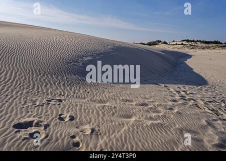 Paysage de dunes autour de la dune de Lontz, Wydma Lacka, la plus grande dune itinérante de la côte balte polonaise. Il est situé dans le Slowinski National par Banque D'Images