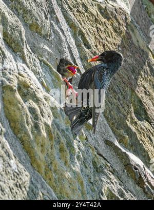 Starling, également étourneau commun (Sturnus vulgaris), se nourrit niché dans une cavité de reproduction dans un mur, Eurasie Banque D'Images