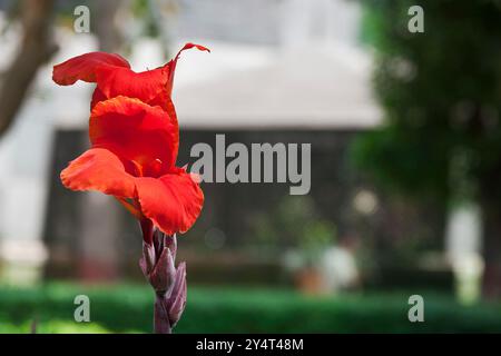 Byculla, Maharashtra / Inde - 3 mai 2009 : vue rapprochée de la fleur de lis rouge de Canna dans le zoo de Byculla. Banque D'Images