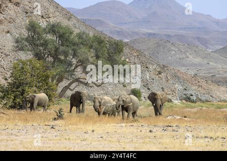 Éléphants du désert (Loxodonta africana) dans la rivière sèche Huab, Damaraland, région de Kunene, Namibie, Afrique Banque D'Images