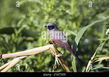 Mâtin de lutin, mâle (Estrilda erythronotus), Farm Ondekaremba, Namibie, Afrique, Afrique Banque D'Images