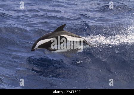 Dauphin en sablier dans l'océan Austral, (Lagenorhynchus cruiger), dauphin, dauphin, dauphin à bec croisé, dauphin en sablier, Antarctique, Antarctique Banque D'Images