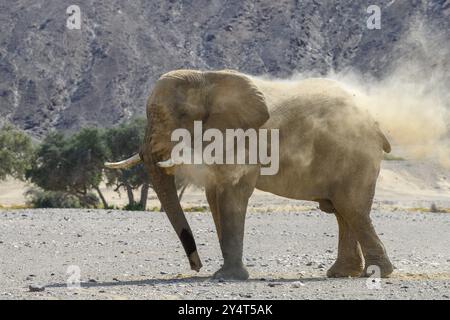 Éléphant du désert (Loxodonta africana) prenant un bain de sable dans la rivière sèche Hoanib, Kaokoveld, région de Kunene, Namibie, Afrique Banque D'Images