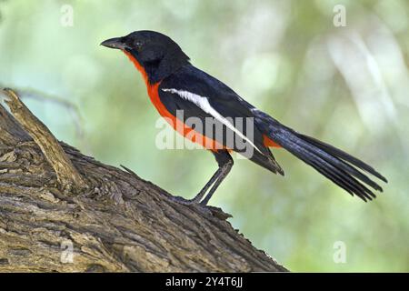 La peste à ventre rouge (Laniarius atrococcienus) Kalahari Afrique du Sud Banque D'Images