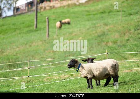 Les moutons visitent 2023 exemplaires Arroes, pion et Candanal (Villaviciosa) lors des Prix Princesse des Asturies 2023 le 21 octobre 2023 à Arroes, pion et Candanal (Villaviciosa), Espagne. Banque D'Images