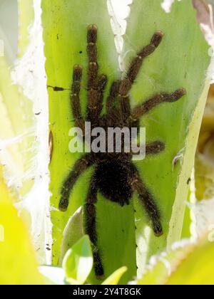 Araignée rose amazonienne, tarantula péruvienne à pinktoe, Avicularia juruensis, Parc national de Yasuní, Équateur, Amérique du Sud Banque D'Images