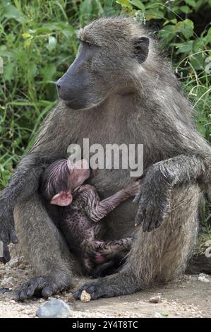 Un babouin chacma avec son fils bébé sur la route, dans le parc national Kruger, Afrique du Sud, Afrique Banque D'Images