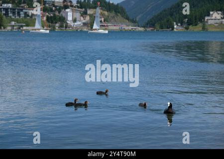 Famille de quatre canetons nageant ensemble avec la mère canard sur l'eau bleu cyrstal du lac de montagne de St Moritz en Suisse Banque D'Images