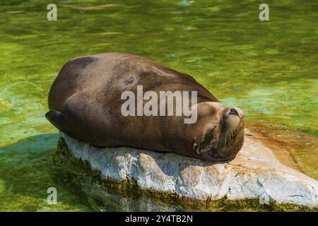 Un phoque au zoo de Berlin en Allemagne Banque D'Images