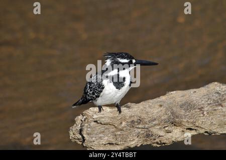 Pied Kingfisher attendant à l'eau pour attraper du poisson, dans le parc national Kruger, Afrique du Sud, Afrique Banque D'Images