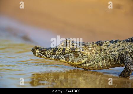 Caïman à lunettes (Caiman crocodilius) Panatanal Brésil Banque D'Images