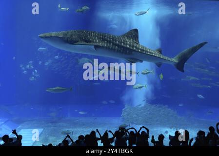 Requin baleine à l'aquarium Churaumi d'Okinawa, Japon, Asie Banque D'Images