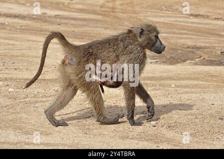 Un babouin chacma avec son fils bébé sur la route, dans le parc national Kruger, Afrique du Sud, Afrique Banque D'Images