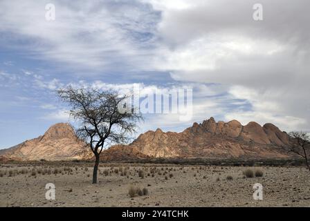 Désert du Namib avec l'arbre d'Acacia et les montagnes Spitzkoppe en arrière-plan. En Namibie Banque D'Images