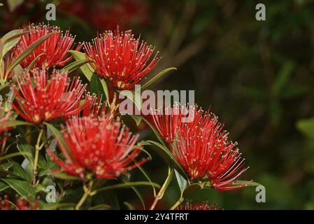 Fleurs du rata du Sud de Nouvelle-Zélande illuminent la journée pour les visiteurs de la gorge d'Otira dans le parc national d'Arthurs Pass, Nouvelle-Zélande, Océanie Banque D'Images