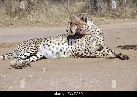 Guépard mâle avec du sang dessus après une chasse réussie Banque D'Images