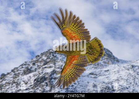 Kea, le seul perroquet alpin au monde, une espèce menacée en Nouvelle-Zélande Banque D'Images