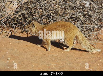 Une mangouste jaune (Cynictus penicillata) dans le parc transfrontalier de Kgalagadi, Afrique australe Banque D'Images