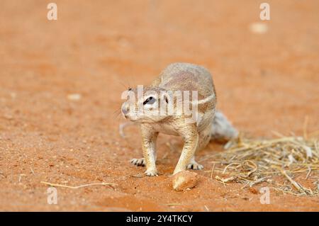 Un écureuil terrestre dans le parc de Kgalagadi, désert du Kalahari, Afrique du Sud, Afrique Banque D'Images