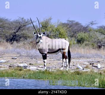 Antilope Gemsbok dans le parc national d'Etosha, Namibie, Afrique australe, Afrique Banque D'Images